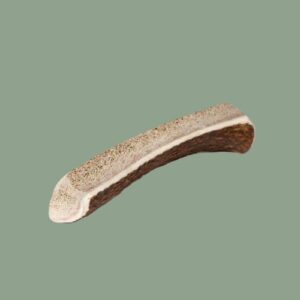 Bois de cerf tranché taille XL Cernunos